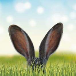 Chasses aux œufs