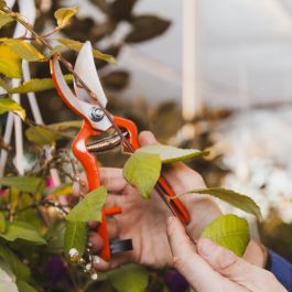 Image - Initiation à la coupe d