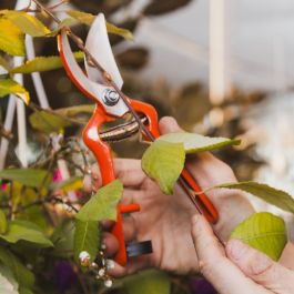 Image - Coupe arbres fruitiers