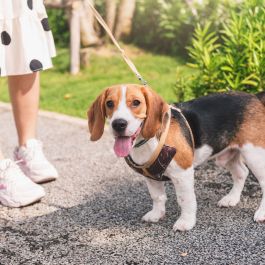 Image - Dans les lieux publics, je tiens mon chien en laisse 
